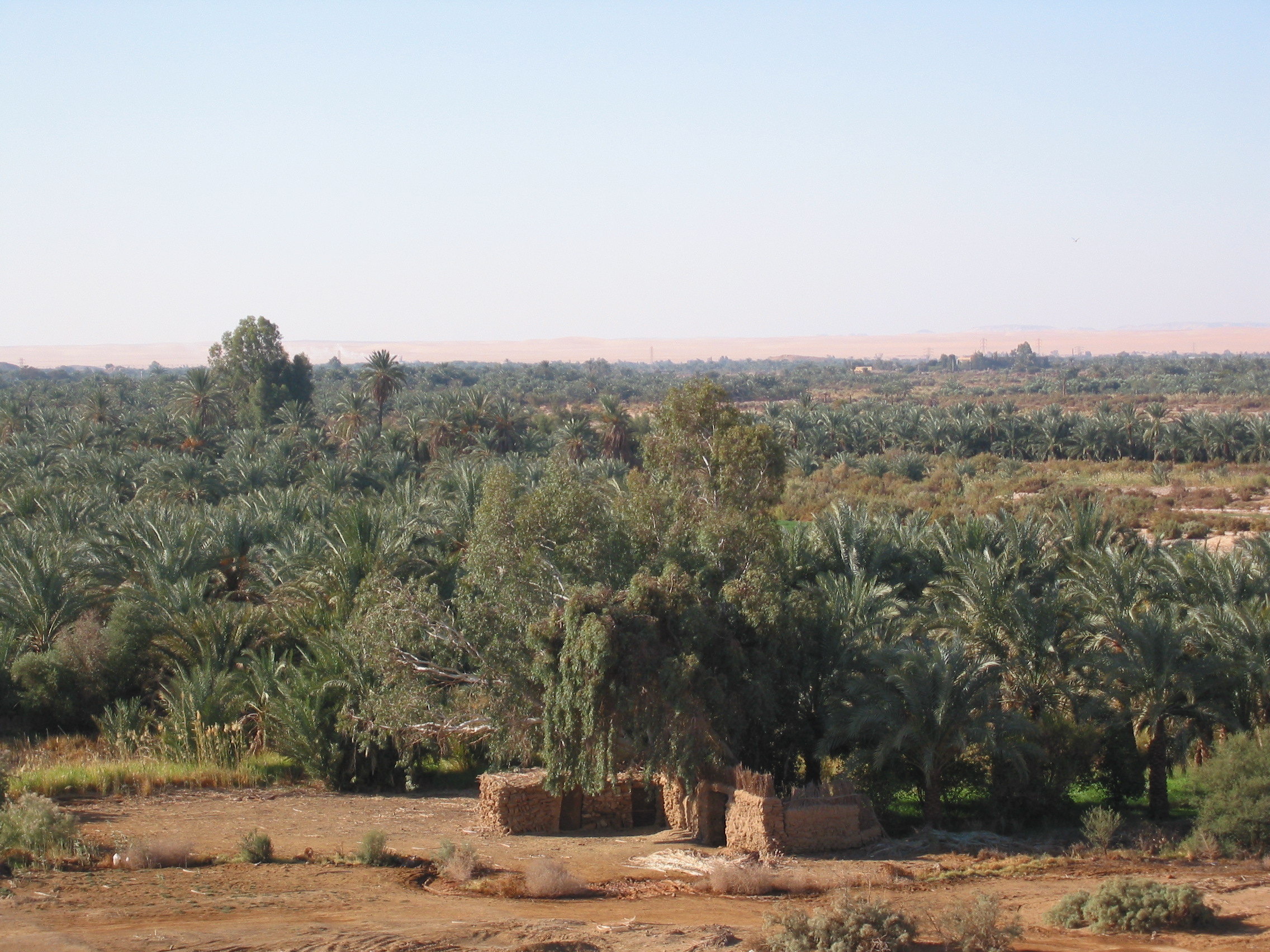 dakhleh100 0038 ste
